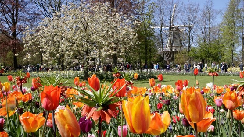Keukenhof Entry, Transfer & Lovers Canal Cruise Amsterdam - Who should choose this trip