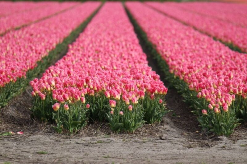 Keukenhof: Flower Fields Small-Group Cultural Bike Tour - Good To Know