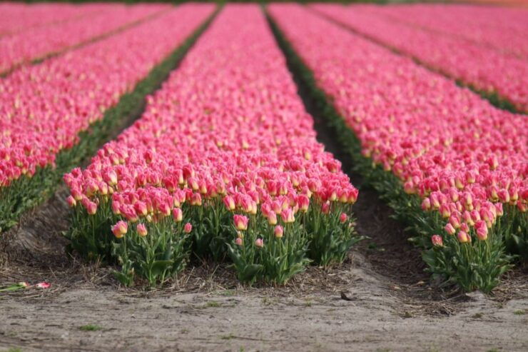 Keukenhof: Flower Fields Small-Group Cultural Bike Tour - Tour Logistics
