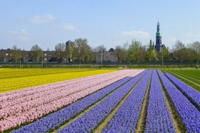 Keukenhof: Flower Fields Small-Group Cultural Bike Tour - Review 2