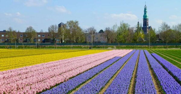 Keukenhof: Flower Fields Small-Group Cultural Bike Tour - Common Questions