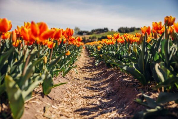 Keukenhof: Flower Fields Small-Group Cultural Bike Tour - The Sum Up