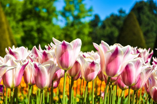 Keukenhof Gardens and Zaanse Schans Windmills Guided Day Tour From Amsterdam - Common Questions