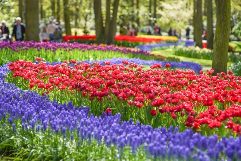 Keukenhof Gardens Ticket & Shuttle from Amsterdam with Flexible Return - Flexible returns, with one important cutoff