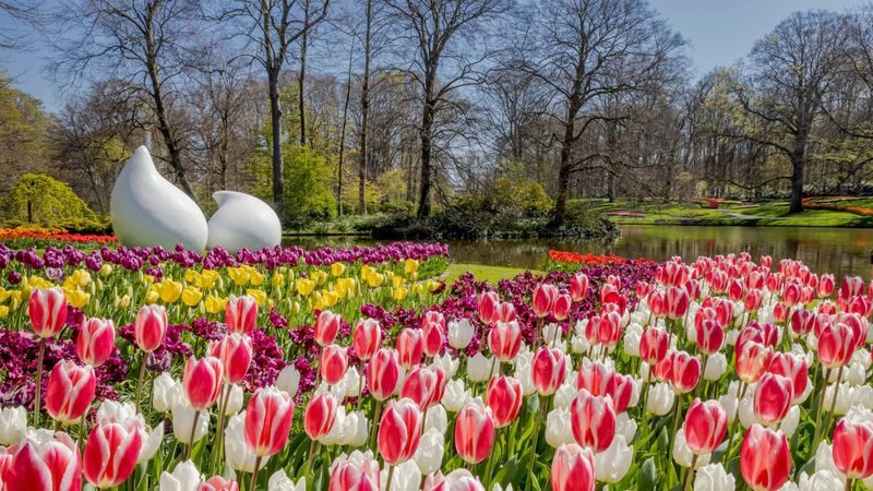 Keukenhof Gardens Ticket & Shuttle from Schiphol Airport with Flexible Return - Key points before you book