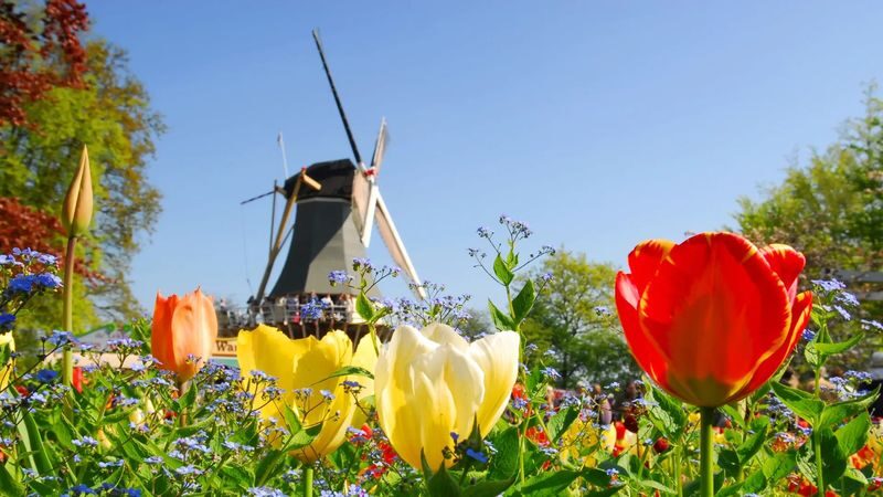 Keukenhof Gardens Ticket & Shuttle from Schiphol Airport with Flexible Return - Should you book it?