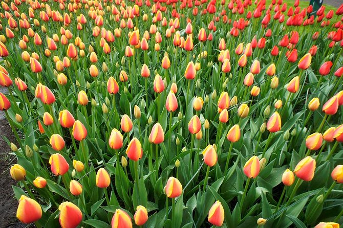 Keukenhof Private Floral Tour - Customer Reviews and Ratings