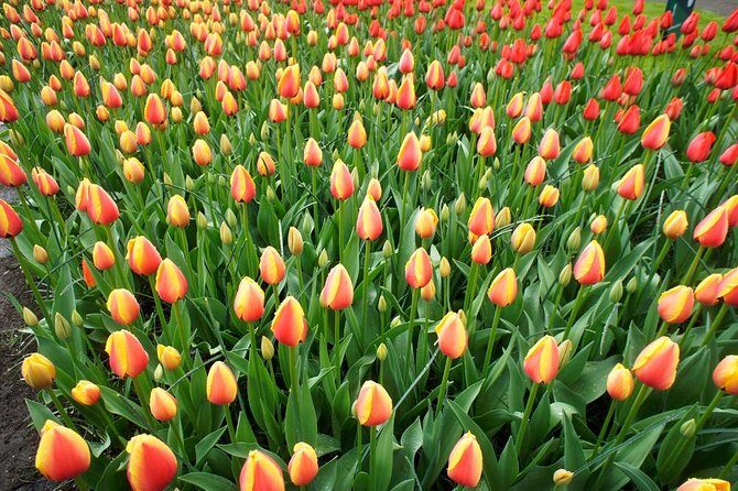 Keukenhof Private Floral Tour from Amsterdam - FAQ