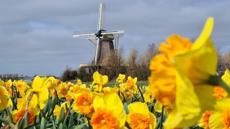 Keukenhof: Private Tulip & Windmill Tour With Cheese Tasting - Good To Know