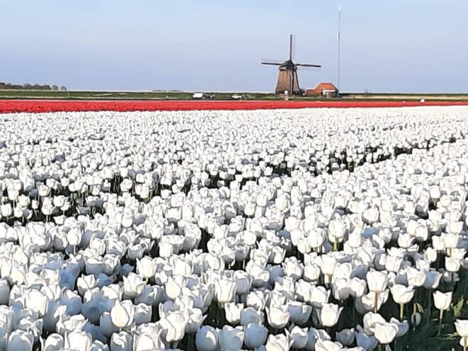 Keukenhof: Private Tulip & Windmill Tour With Cheese Tasting - Keukenhof Gardens Experience