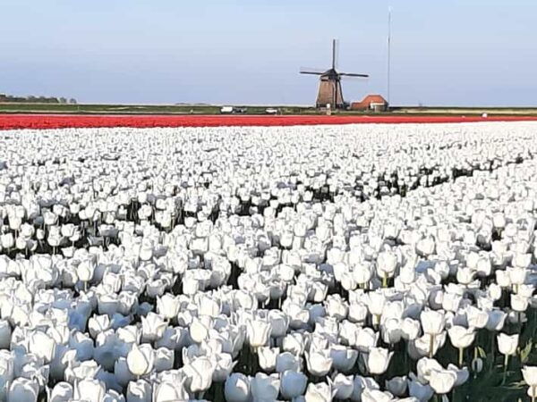 Keukenhof: Private Tulip & Windmill Tour With Cheese Tasting - Wooden Shoe Factory