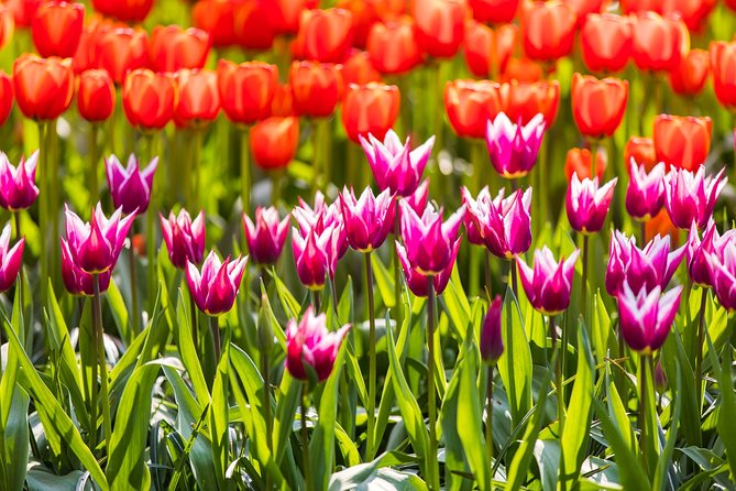 Keukenhof Ticket and Transport From Amsterdam (Guide Optional) - Overview