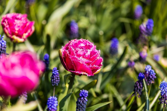 Keukenhof Ticket and Transport From Amsterdam (Guide Optional) - What to Expect