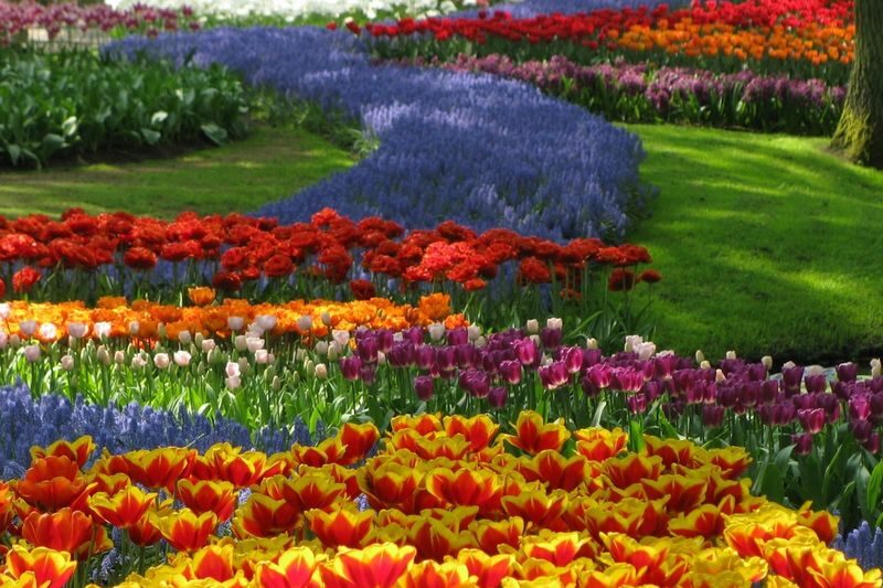 Keukenhof Tours with Countryside and Cruise Options - What the garden visit feels like
