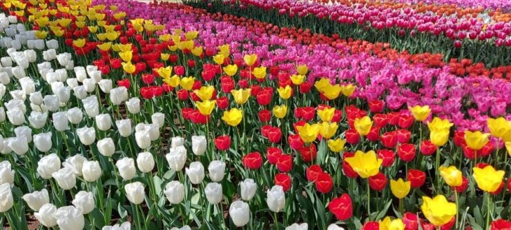 Keukenhof & Tulip Farm Free Travel Guide Incl Transfer - Activity Details
