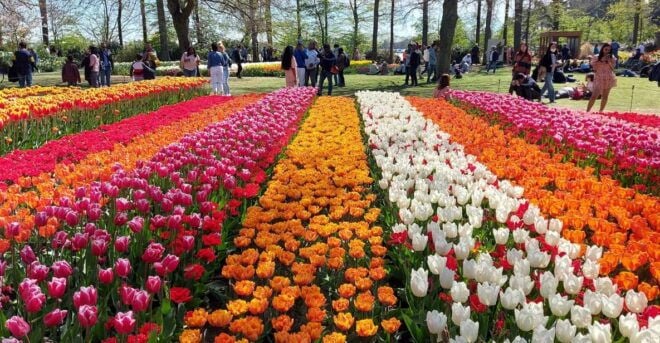 Keukenhof & Tulip Farm Free Travel Guide Incl Transfer - Highlights of the Tour