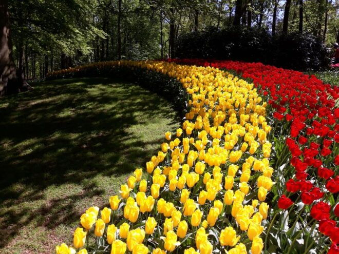 Keukenhof & Tulip Farm Free Travel Guide Incl Transfer - Delightful Extras and Souvenir Shopping