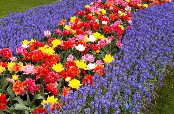 Keukenhof & Tulip Farm Free Travel Guide Incl Transfer - Travel Guide and Itinerary