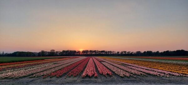 Keukenhof & Tulip Farm Free Travel Guide Incl Transfer - Common Questions