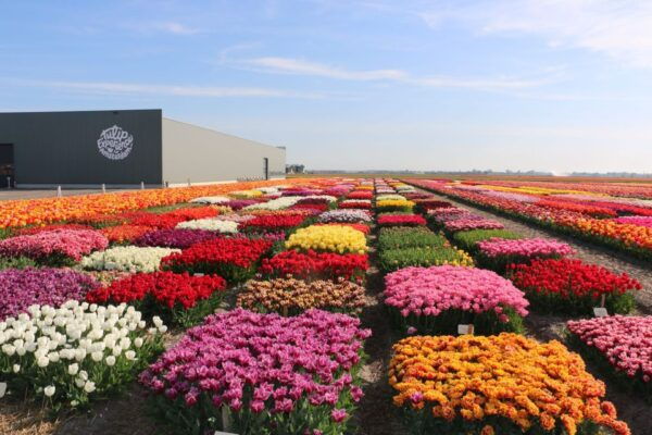 Keukenhof & Tulip Farm Free Travel Guide Incl Transfer - The Sum Up