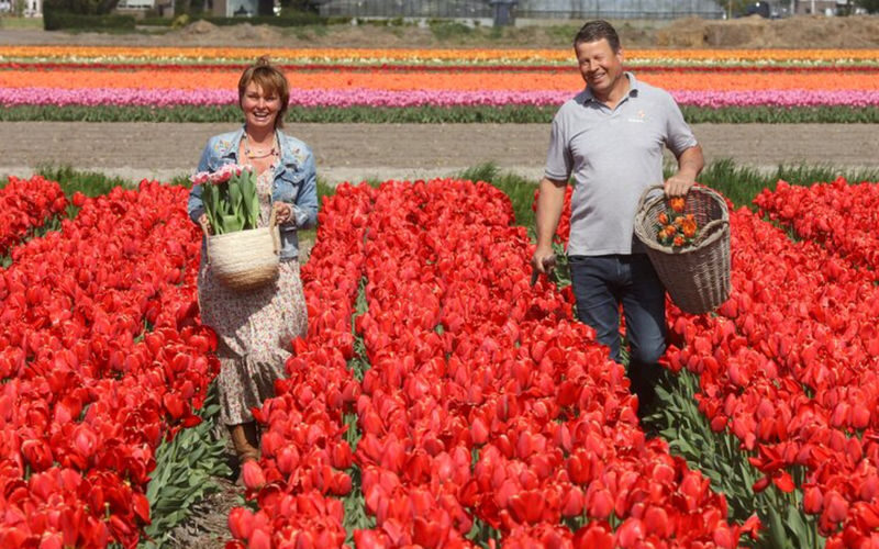 Keukenhof, Tulip Farm & Windmill Cruise Full-Day Tour from Amsterdam - A spring day built around tulips