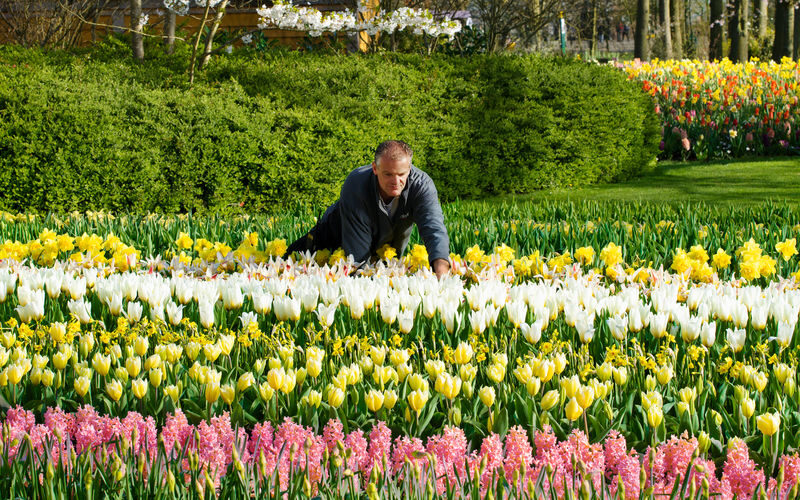 Keukenhof, Tulip Farm & Windmill Cruise Full-Day Tour from Amsterdam - Is the price good value?