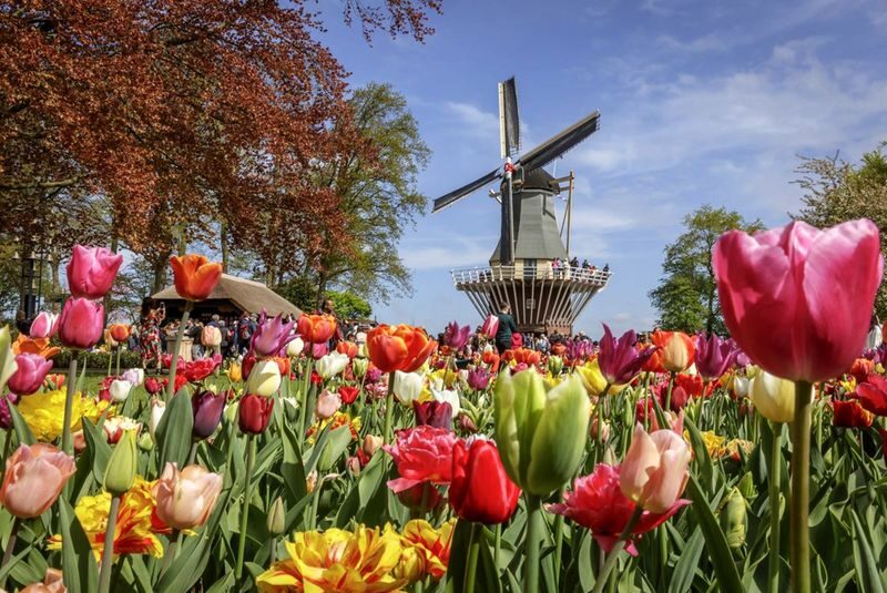 Keukenhof, Zaanse Schans & Volendam tour from Amsterdam - What the guiding and group format mean