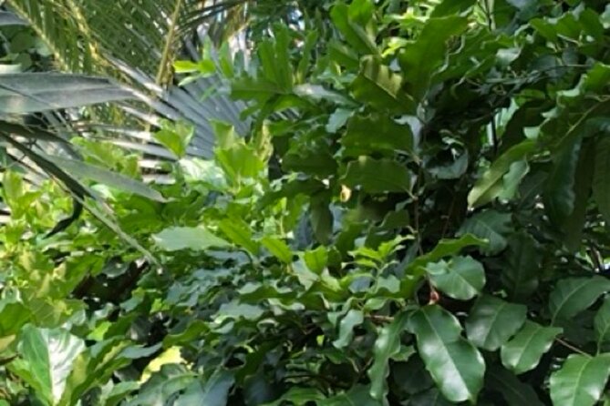Kew Gardens, Richmond - Self-Guided Audio Tour - Common Questions