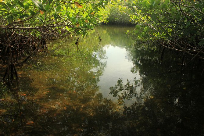 Key Largo Mangrove Private Eco-Tours - Inclusions