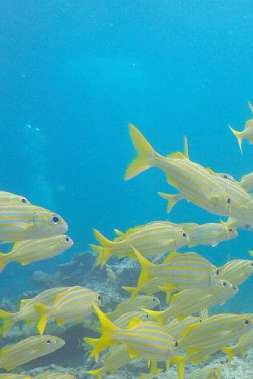 Key Largo: Spiegel Grove Wreck Deep Dive - Good To Know