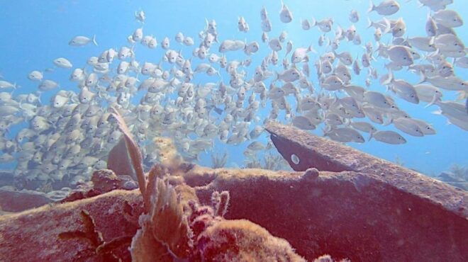 Key Largo: Spiegel Grove Wreck Deep Dive - Booking Details and Times