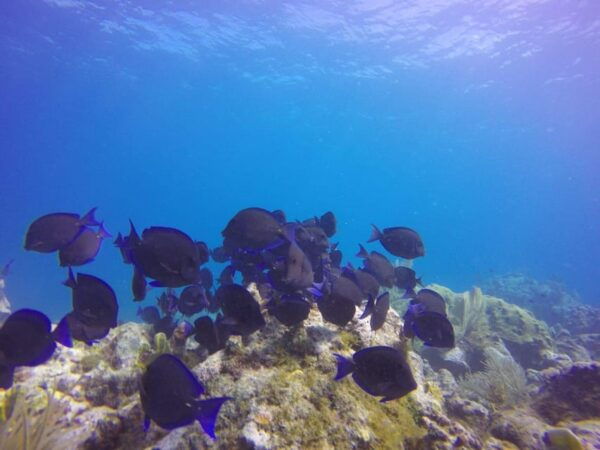 Key Largo: Spiegel Grove Wreck Deep Dive - Small Group Experience