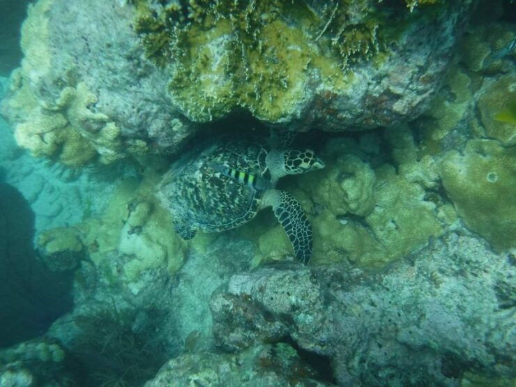 Key West: 3-Hour Afternoon Reef Snorkel With Drinks - Activity Overview