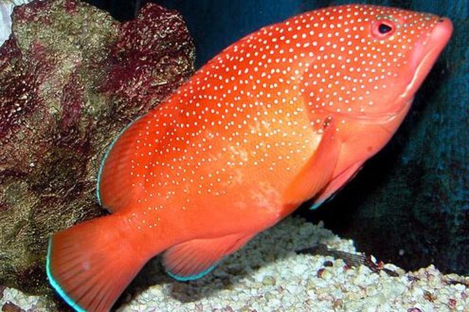 Key West Aquarium Admission Ticket - Location and Features