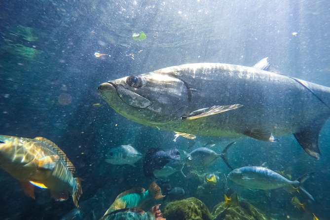 Key West Aquarium Admission Ticket - Common Questions