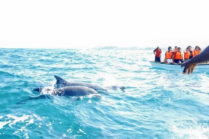 Key West Day Trip with Dolphin Watch Snorkel Tour Option - Key points before you book