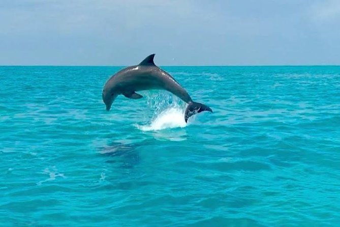 Key West Dolphin Watch and Snorkel Cruise - Dolphin Sightings and Snorkeling Experience