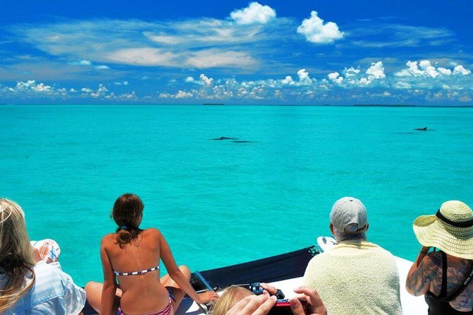 Key West Dolphin Watch and Snorkel Cruise - Overall Experience