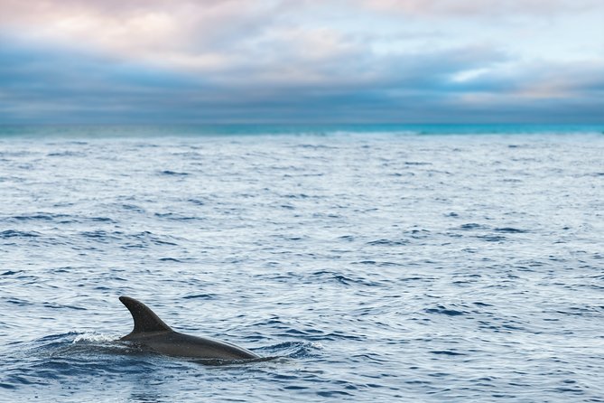 Key West Dolphin Watch Sunset Sail With Premium Wine, and Tapas Pairings - Inclusions and Pricing