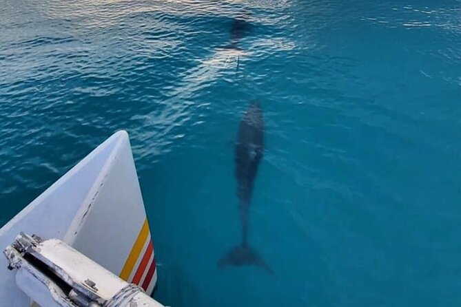 Key West Dolphin Watch Sunset Sail With Premium Wine, and Tapas Pairings - Meeting and Pickup Information