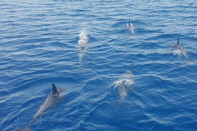 Key West Dolphin Watch Sunset Sail With Premium Wine, and Tapas Pairings - Lack of Dolphin Sightings