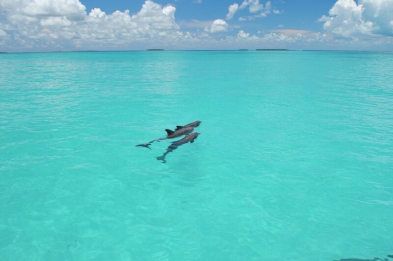 Key West: Dolphin Watching and Snorkeling Eco Cruise Tour - Good To Know