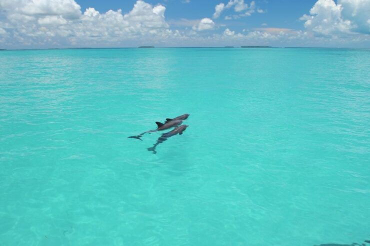 Key West: Dolphin Watching and Snorkeling Eco Cruise Tour - Experience Highlights