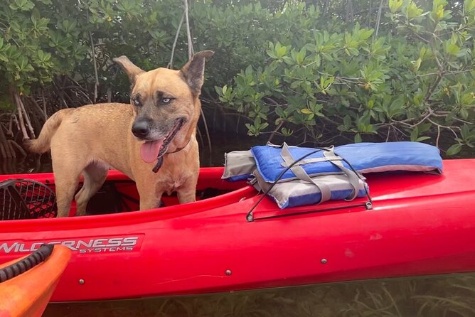 Key West Mangrove Kayak Eco Tour - The Sum Up