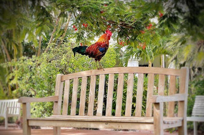 Key West Odyssey: Uncover Island Secrets, Walk by Locals - FAQ