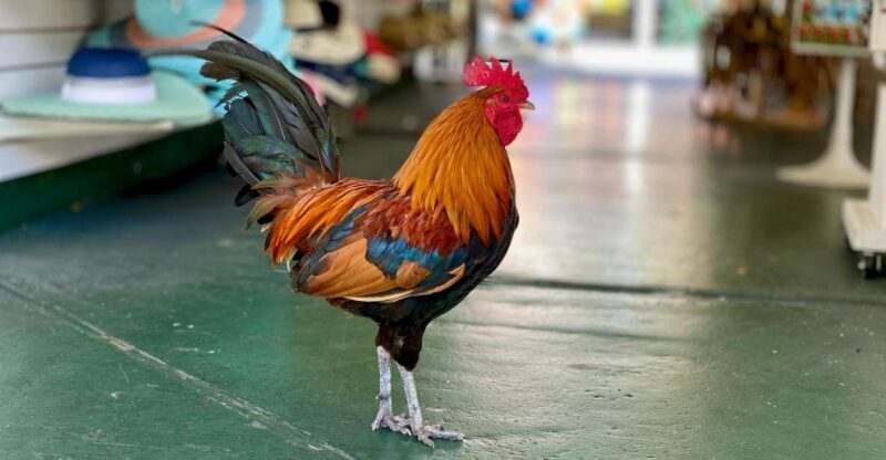 Key West: Secret Walking Food Tour - The Guide Experience