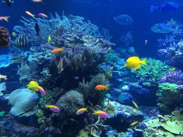 Key West: Snorkeling, Sunset Dinner Cruise & Open Bar - Location and Category