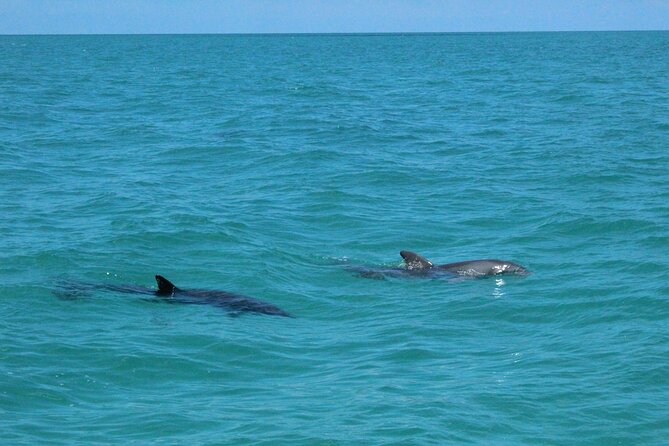Key West Tours From Miami: Dolphin Discovery, Snorkeling & More ! - Tour Pricing and Booking Details