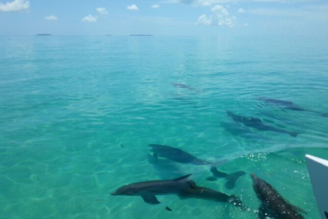 Key West Wild Dolphin Sail and Shallow-Water Snorkel - Trip Highlights and Snorkeling Experience