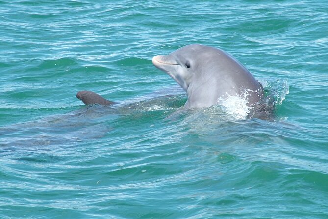 Key West Wild Dolphin Sail and Shallow-Water Snorkel - The Sum Up